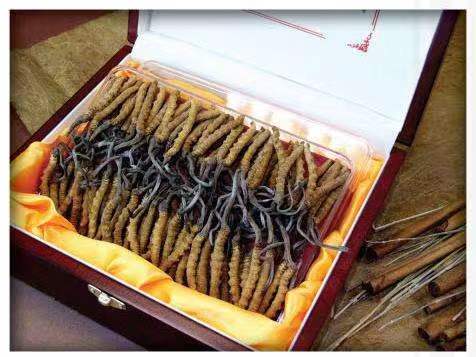 漠河冬虫夏草回收